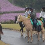 【観光】兵庫県「あわじ花さじき」