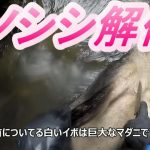 「イノシシ解体」#7山奥の川で自給自足のサバイバル生活